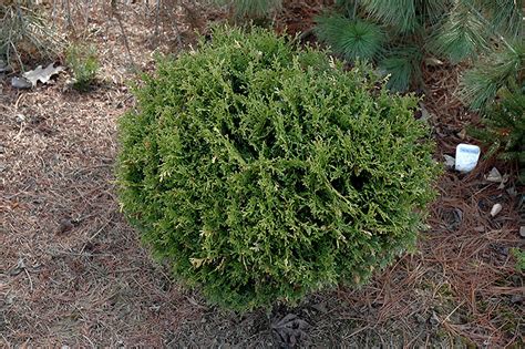 Tiny Tim Arborvitae Thuja Occidentalis Tiny Tim In Chambersburg