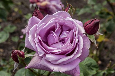 Lavender Rose Photograph By Anthony Citro Fine Art America