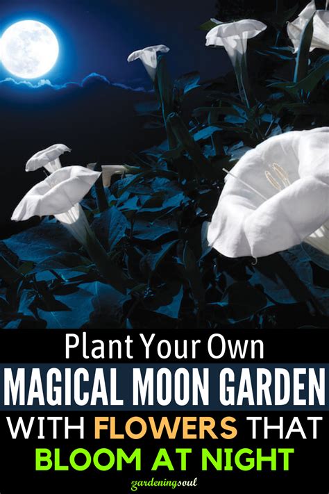 Plant Your Own Magical Moon Garden With Flowers That Bloom At Night In