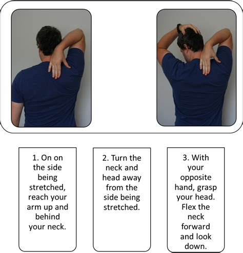 Stretching Guide Levator Scapulae Daily Stretches Yoga Stretches