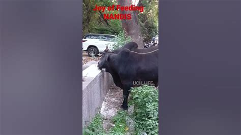 Joy Of Feeding Nandis Nandi Bulls Feeding Animallover Animalcare