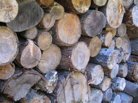 What Is The Best Firewood To Burn