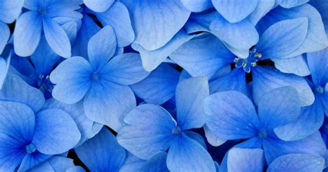 Wallpapernarium Muchas Bonitas Flores Color Azul