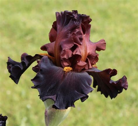 Irises Plant Care And Collection Of Varieties Plant