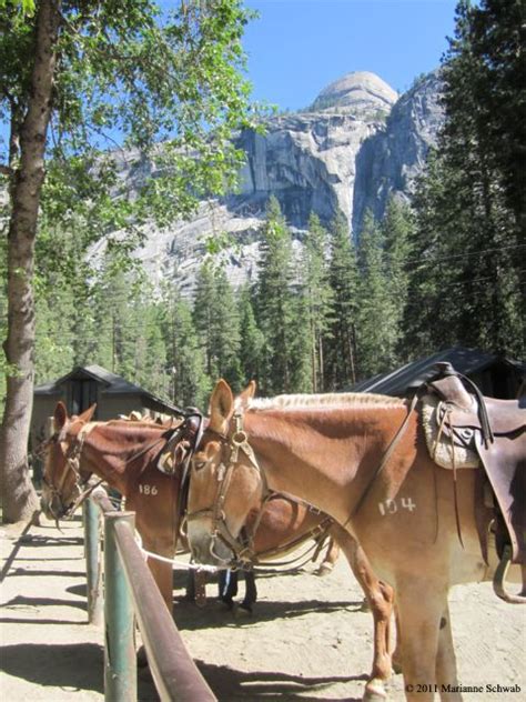 Yosemite Mule And Horseback Rides