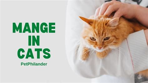 How To Treat Mange In Cats Symptoms Causes And Treatments Pet
