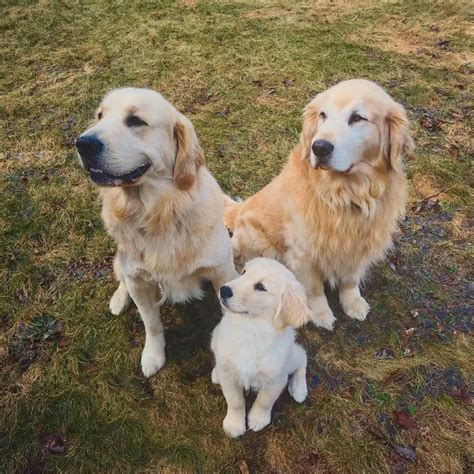 Golden Retriever Father And Sons Bulldog Breeds Golden Retriever