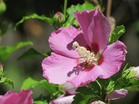 Aphrodite Rose Of Sharon Hibiscus Floral Photography And Art Pink Flower Macro Photograph By