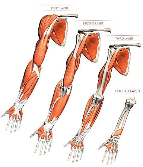 If you'd like to support us and get something great in return, check out our osce checklist lower brainstem and upper cervical cord lesions can interfere with the function of cranial nerve xi, leading to paresis or paralysis of the psa mcq pack. arm muscles - DriverLayer Search Engine