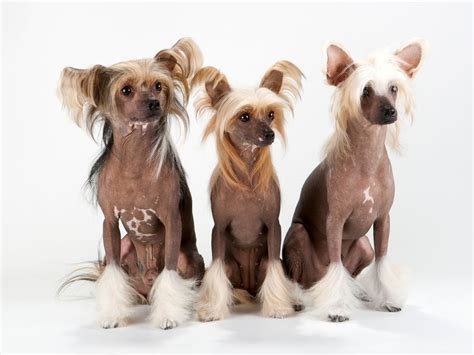 12 Of The Worlds Smallest Dog Breeds