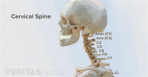 Did you know that your heart beats roughly 100,000 times every day, moving five to six quarts of blood through your body every minute? Forward Head Posture's Effect on the Cervical Spine