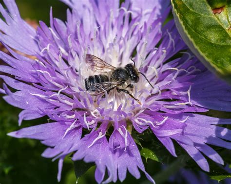 New Survey Could Offer Hope For Declining Bee Populations The