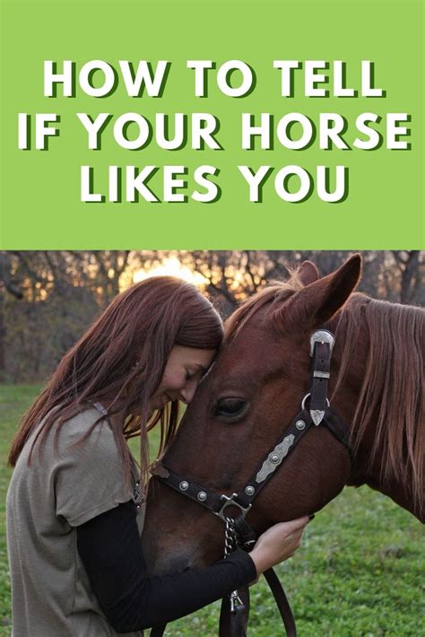 How To Tell If Your Horse Likes You Horses Show Horses Horse Behavior