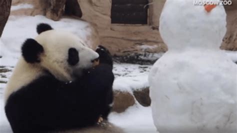Watch Panda Plays With Snowman Wane