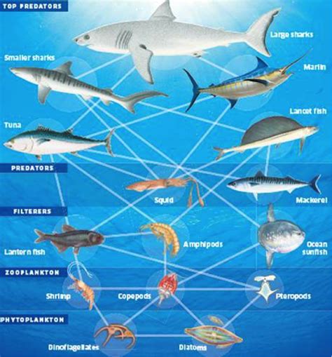 The Figure Below Depicts A Marine Food Web 1 Match