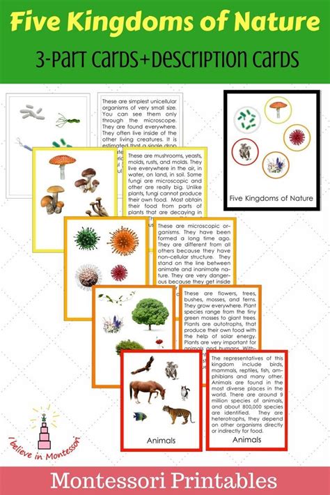 Five Kingdoms Of Nature Montessori 3 Part Cards Description Cards