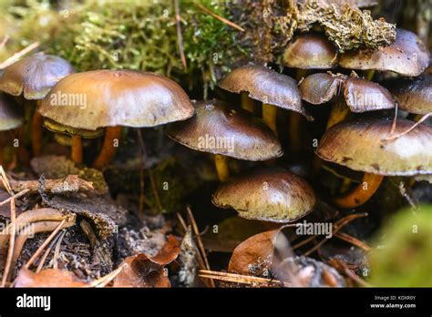 Non Edible Mushroom Stock Photos And Non Edible Mushroom Stock Images Alamy