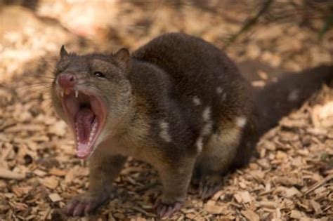 Spotted Tail Quoll Tasmanian Native Cat Pinterest
