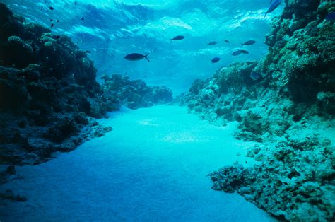 What Does The Bottom Of Ocean Floor Look Like