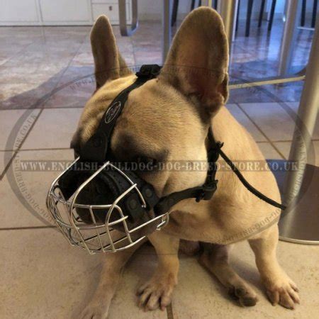 French bulldog information, how long do they live, height and weight, do they shed, personality traits, how much the french bulldog is a small sized domestic breed that was an outcome of crossing the ancestors muzzle: Wire Dog Muzzle | French Bulldog Muzzle UK - £28.90