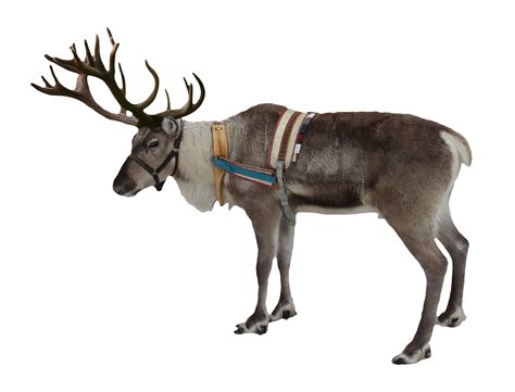 Reindeer Free Png Image Png All Png All