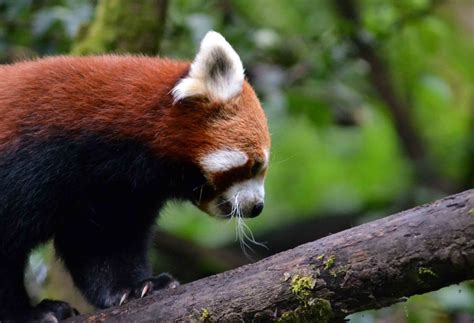 The Elusive Red Panda At Darjeeling Zoo Tripoto