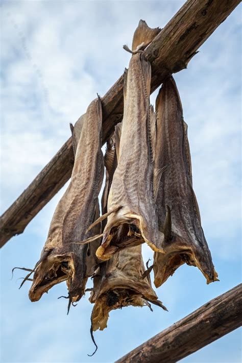 Norwegian Traditional Stockfish Stock Image Image Of Flake Nature