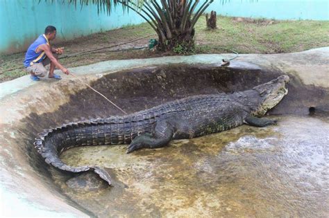 Biggest Real Alligator In The World