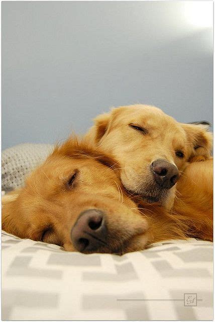 192 Best Golden Retrievers Images On Pinterest Animal Pictures