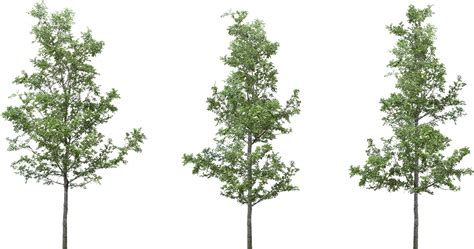 Maybe you would like to learn more about one of these? Tree_36_preview.png (1024×540) | ref. trees | Pinterest