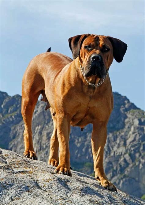 The south african boerboelthe south african boerboelthe south african boerboel. Pin on Boerboel