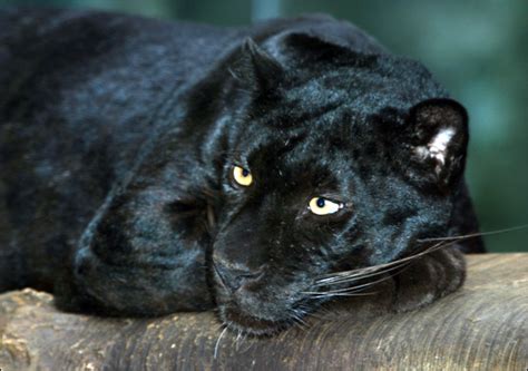 Big Cat Panther Creating Animal Awarenesscreating Animal Awareness