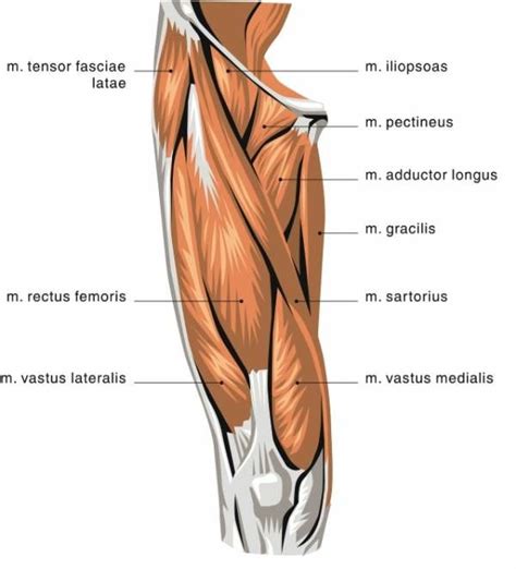 Vastus Lateralis Upper Leg Muscles Muscle Diagram Thigh Muscles