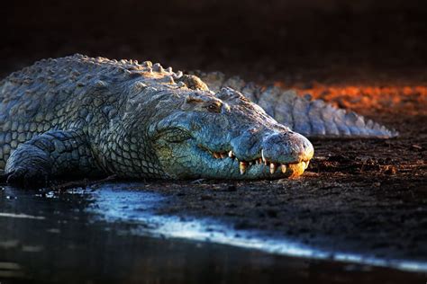 Nile Crocodile Up Close And Personal With Africas Largest Reptile