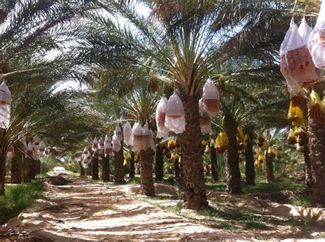 High Quality Golden Dates Organic Pitted Tunisia La Palmeraie Tozeur