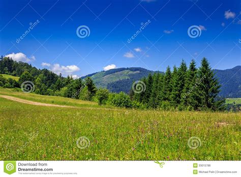 Large Meadow With Spruce Trees On The Hill Stock Photo Image Of Place
