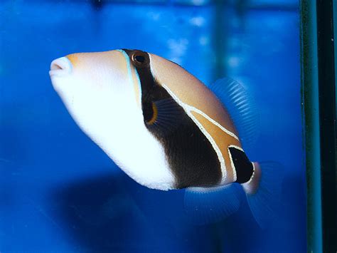 Ikan Rectangular Triggerfish ~ Dunia Air