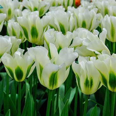 Tulip Spring Green 20 Bulbs Size 1011 Gardening Direct