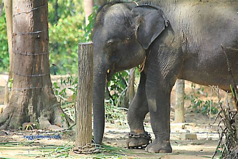 Im kecv wurde ein ort für wilde elefanten geschaffen und dies wollten wir uns ansehen. Kenyir Elephant Village | Pusat Konservasi Gajah Liar