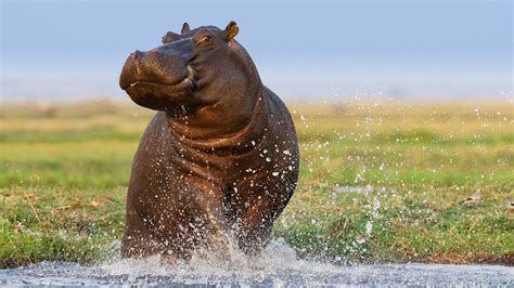 Hippopotamus Facts And Photos
