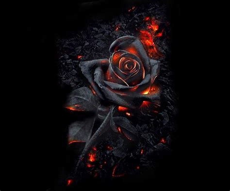 Pin By Crystal Craig On Flowers Rose Wallpaper Black Roses Wallpaper Rose Art