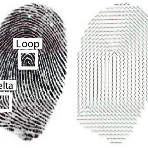 A Fingerprint Image And Its Orientation Field Download Scientific Diagram
