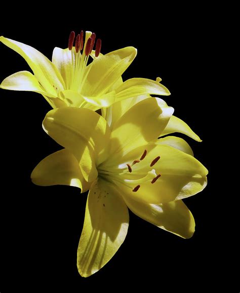 Sunny Yellow Lilies Photograph By Johanna Hurmerinta Fine Art America