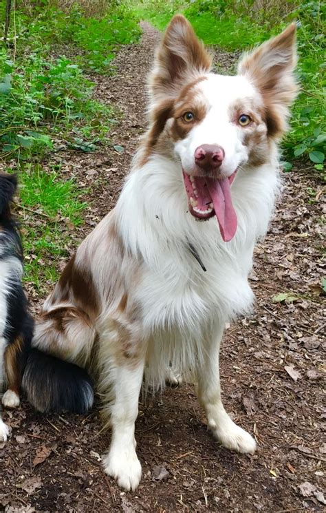 Or click here to use the contact form. Red merle border collie | Dogs, breeds and everything about our best friends.