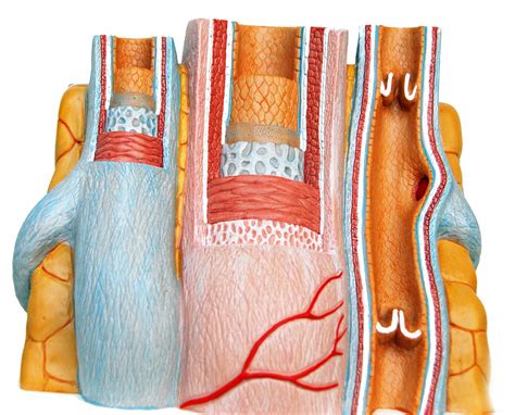 Anatomy Label Major Arteries And Veins Blood Vessels Lab Biology