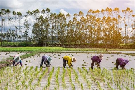 Farmers Are Planting Rice In The Rice Paddy Field Stock Image Image Of Farmer Natural 189190753
