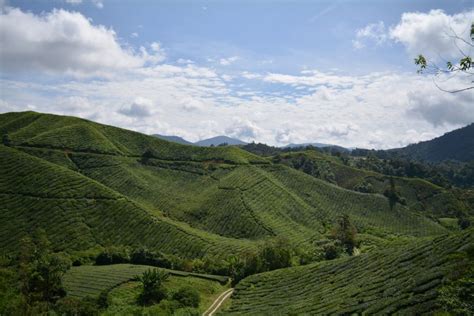 Cameron highlands is a lush green heaven located in malaysia's pahang district. Cameron Highlands: het koele hart van Maleisië ...