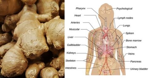 If You Eat Ginger Every Day For Month This Is What Happens To Your Body