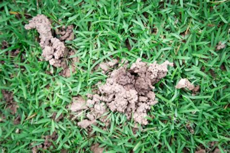 How To Properly Use Earthworm Castings In Your Garden