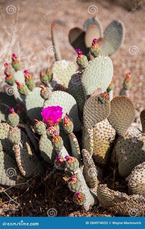Pink Flower On A Cactus In The Deserts Of Arizona Stock Image Image